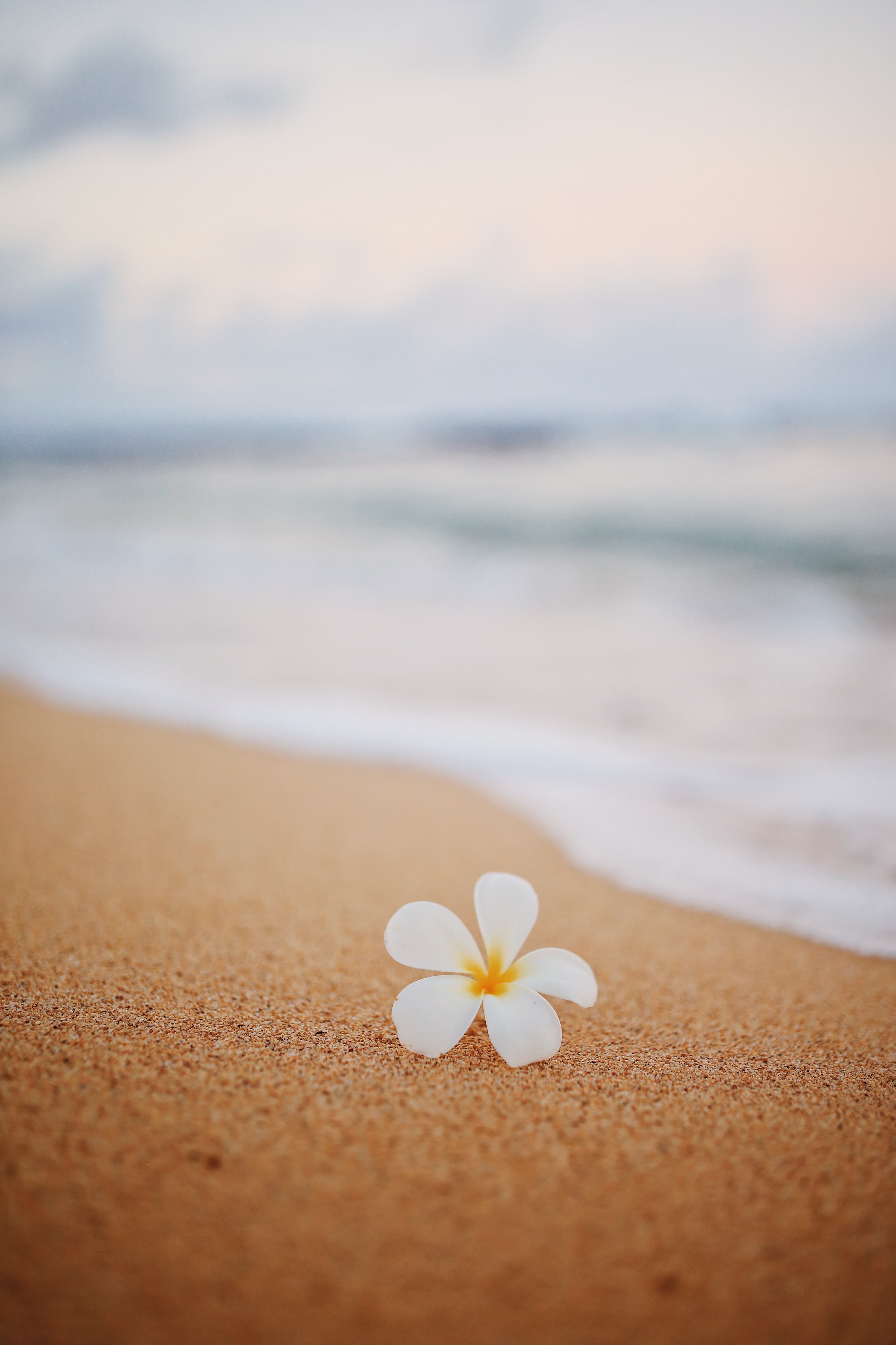 Flower in hawaii sand